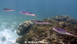 Reef Squid swimming in the shallows of Belize. by Nathan Cook 